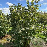 Corylus avellana 175-200 cm draadkluit struik op Stam