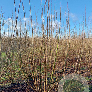 Corylus avellana 250-300 cm draadkluit struik 175-200 diameter