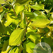 Corylus a. 'Aurea' 250-300 cm draadkluit struik 175-200 diameter