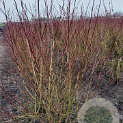 Cornus sanguinea 175-200 cm met kluit struik meerstammig