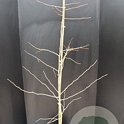 Ginkgo biloba 175-200 cm 10L