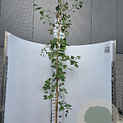 Ginkgo biloba 175-200 cm 10L