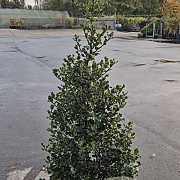 Ilex aquifolium 125-150 cm met kluit