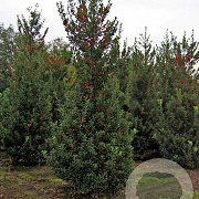 Ilex aquifolium 175-200 cm met kluit
