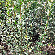 Ligustrum vulgare 125-150 cm met kluit struik