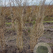 Lonicera xylosteum 175-200 cm met kluit struik meerstammig