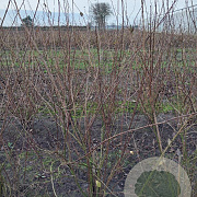 Philadelphus 'Virginal' 150-175 cm met kluit struik 50