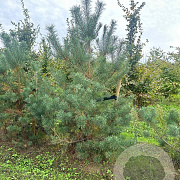 Pinus sylvestris 300-350 cm draadkluit
