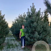 Pinus sylvestris 350-400 cm draadkluit