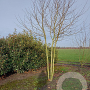 Platanus hispanica 400-450 cm draadkluit meerstammig 200-250 diameter