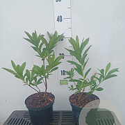 Rhododendron (AM) 'Fr.van der Bom' 20-30 cm 2,0L