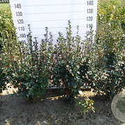Ribes alpinum 'Schmidt' 100-125 cm met kluit struik