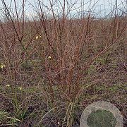 Spiraea vanhouttei 125-150 cm met kluit struik