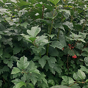 Viburnum opulus 125-150 cm met kluit struik