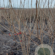 Viburnum opulus 175-200 cm met kluit struik meerstammig