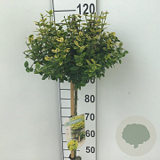 Euonymus fort. 'Emerald 'n' Gold' 90 cm stam 7,5L