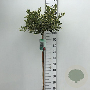 Ilex aq. 'Argentea Marginata' 90 cm stam 10L