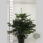 Abies nordmanniana 40-50 cm met kluit