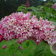 Syringa komarowii reflexa 80-100 cm met kluit