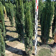 Taxus b. 'Fastigiata Robusta' 100-110 cm met kluit