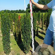 Taxus b. 'Fastigiata Robusta' 110-120 cm met kluit