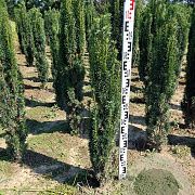 Taxus b. 'Fastigiata Robusta' 90-100 cm met kluit