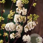 Viburnum farreri 'Candidissimum' 150-160 cm met kluit solitair