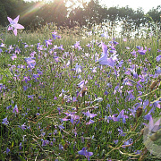 Campanula Rotundifolia WILD,Dianthus Carthusianorum WILD Sedumdaktuin 24 per tray