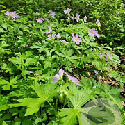 Geranium Pratense WILD,Euphorbia myrsinites Sedumdaktuin 24 per tray