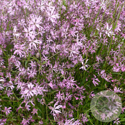 Jasione Montana, Silene Dioica, Silene Flos-Cuculi Sedumdaktuin 24 per tray