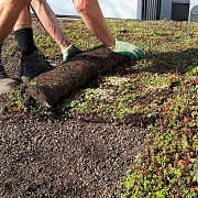 Sedum vegetatiemat Sedumdaktuinen