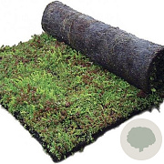 Sedum vegetatiemat kokos  Sedumdaktuinen