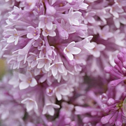 Syringa (V) 'Royalty' 80-100 cm met kluit