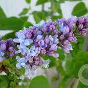 Syringa v. Carpe Diem 80-100 cm met kluit 5-7 tak