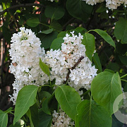 Syringa v. 'Marie Legraye' 80-100 cm wortelgoed 3-4 tak
