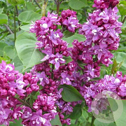 Syringa v. 'Ogni Donbassa' 80-100 cm wortelgoed 3-4 tak