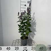 Agastache 'Blue Fortune' 30-40 cm C1.3