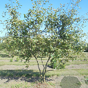 Amelanchier lamarckii 150-175 cm met kluit