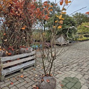 Amelanchier lamarckii 175-200 cm met kluit