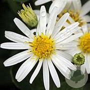 Aster ageratoides 'Starshine' 20-25 cm C1.3