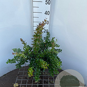 Berberis media 'Red Jewel' 30-40 cm 3,0L