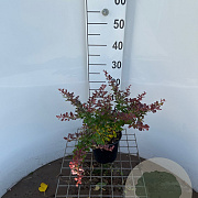 Berberis thunb. 'Atropurpurea Nana' 25-30 cm 2,5L