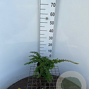 Berberis thunb. 'Green Carpet' 30-40 cm 2,5L