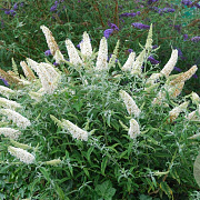 Buddleja 'White Ball' 40-50 cm 2,5L