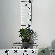 Caryopteris cland. 'Kew Blue' GM C1.3