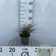 Carex testacea GM C1.3
