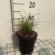 Carex testacea GM C1.3