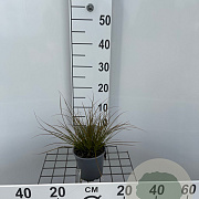 Carex testacea 'Prairie Fire' GM C1.3