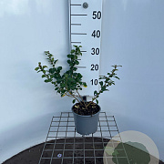 Chaenomeles j. 'Sargentii' 30-40 cm 2,5L