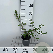 Chaenomeles spec. 'Nivalis' 30-40 cm C1.3